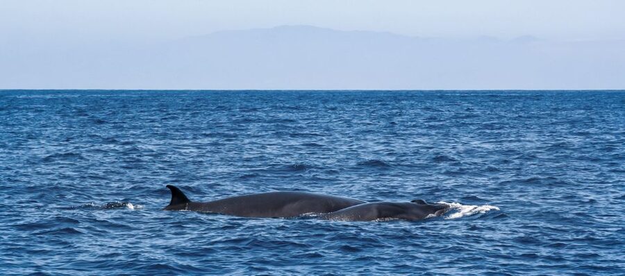 Tenerife: Sailboat Tour Whale Watching Food and Snorkeling - How much value do you get for $70?