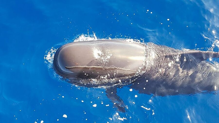 Tenerife: Sailboat Tour Whale Watching Food and Snorkeling - Meeting the Roulette at Puerto Colón